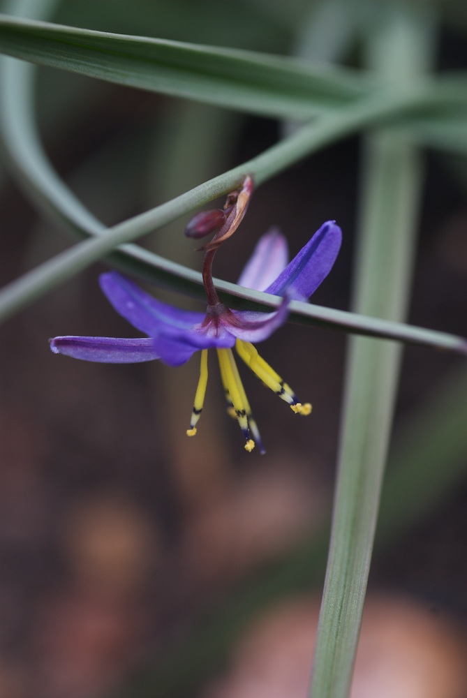 Asphodelaceae Caesia contorta