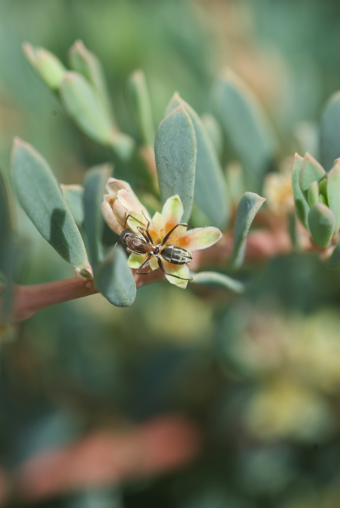 Euphorbiaceae Clutia laxa