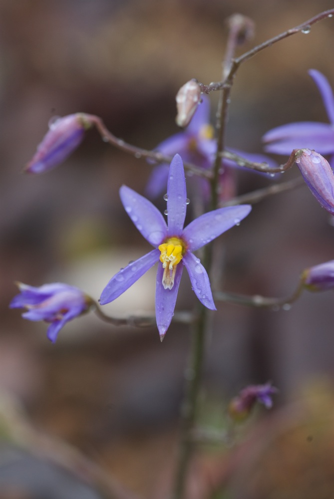 Tecophilaeaceae Cyanella hyacinthoides