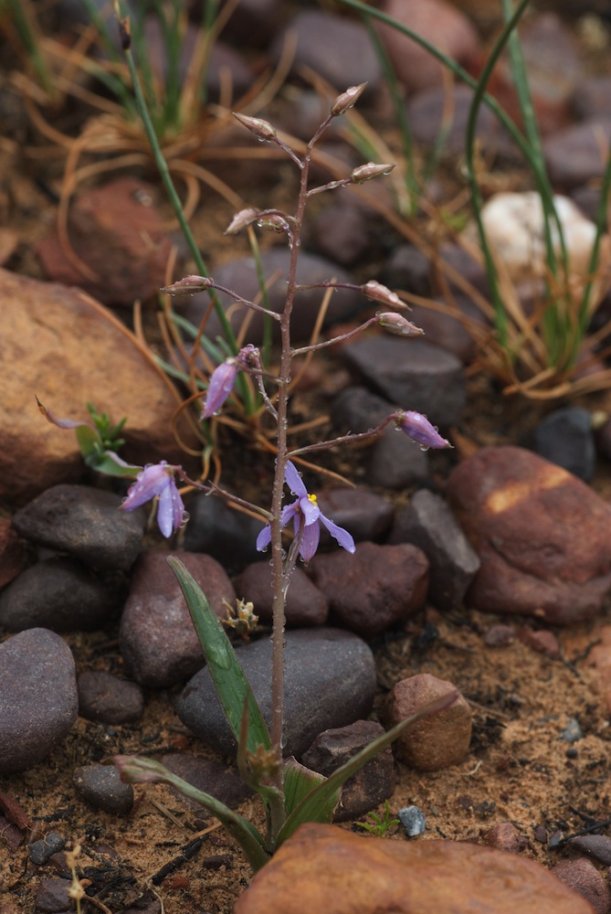 Tecophilaeaceae Cyanella hyacinthoides