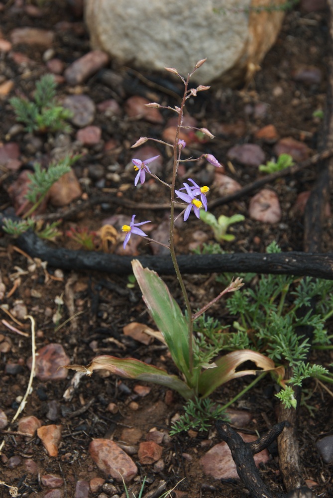 Tecophilaeaceae Cyanella hyacinthoides