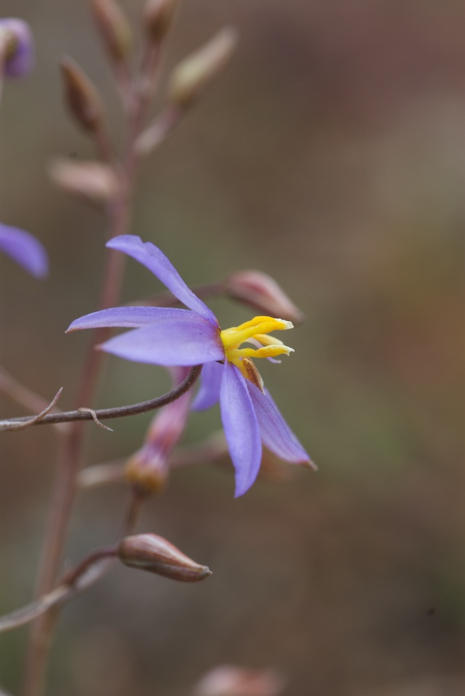 Tecophilaeaceae Cyanella hyacinthoides