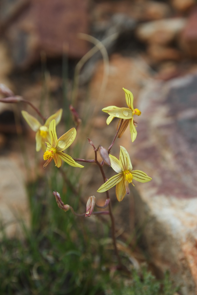 Tecophilaeaceae Cyanella lutea