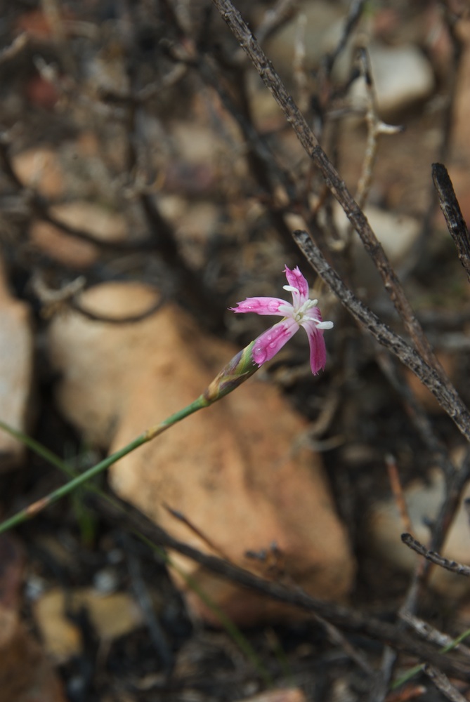 Caryophyllaceae Dianthus caespitosus