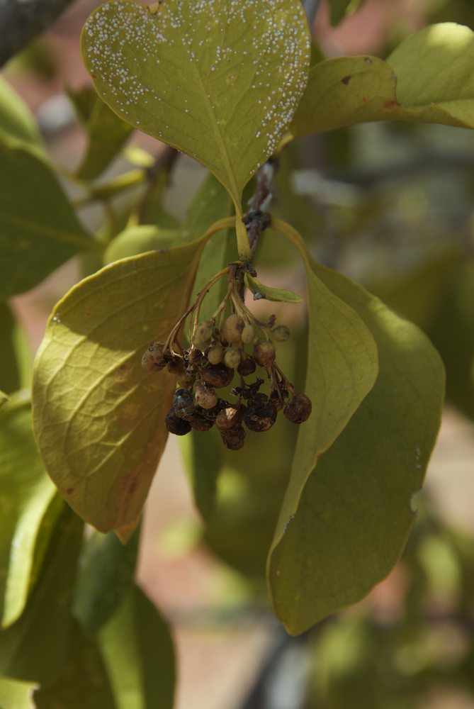 Rubiaceae Psydrax latifolia