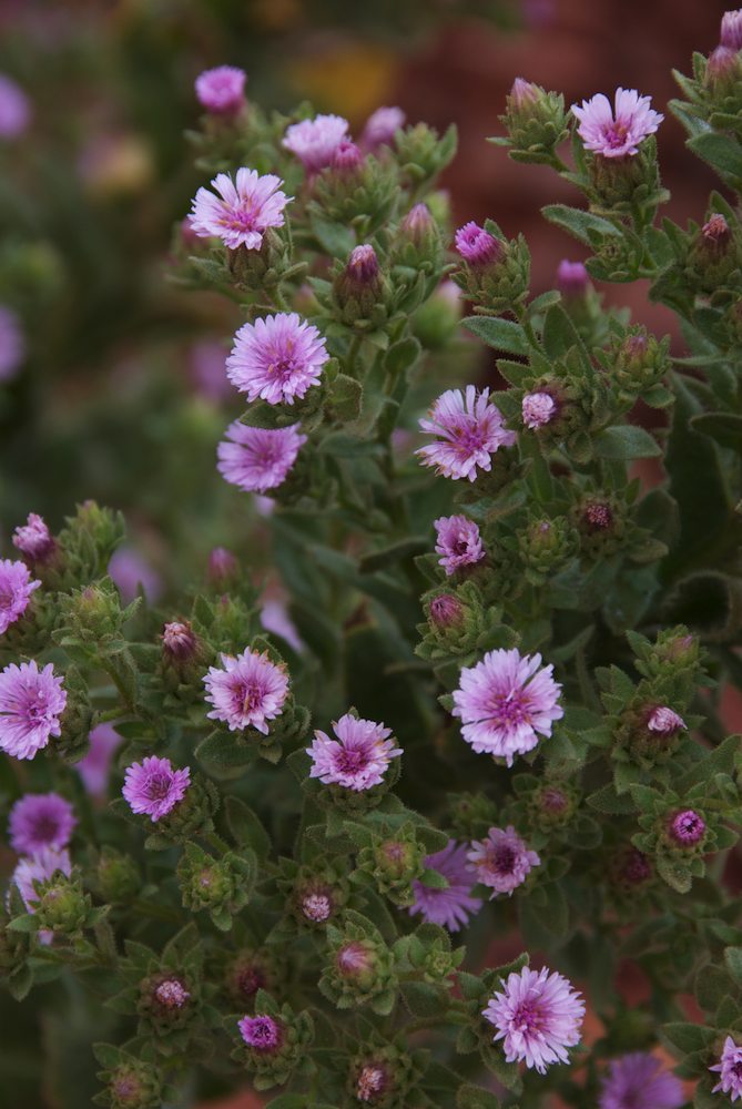 Asteraceae Streptoglossa odora