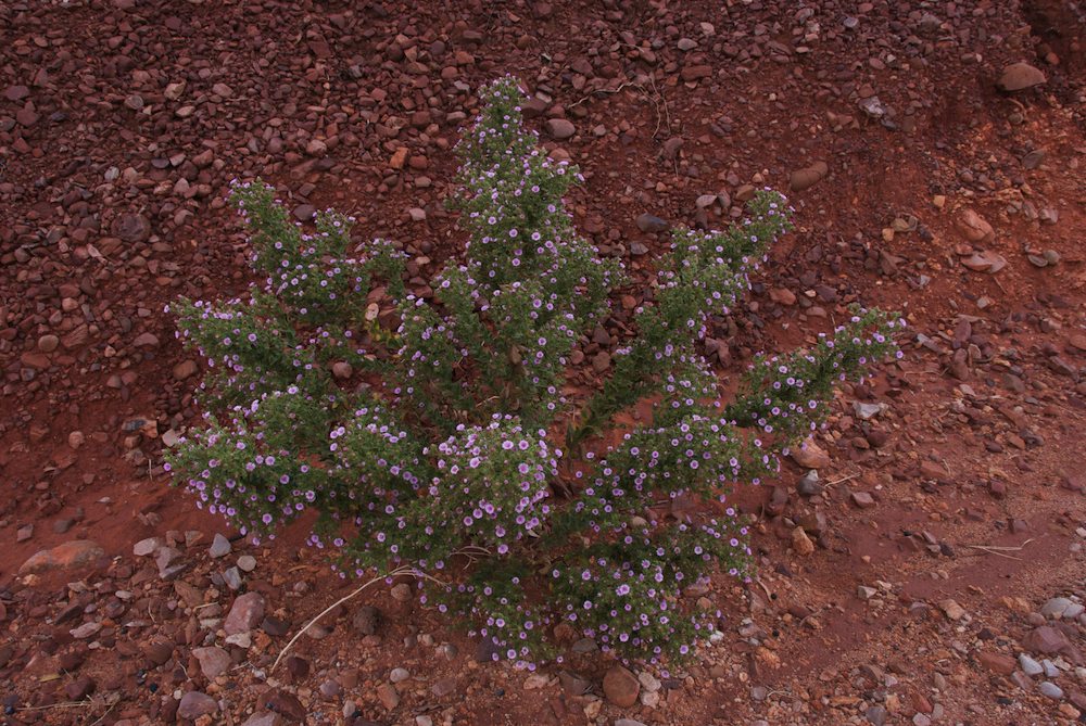 Asteraceae Streptoglossa odora