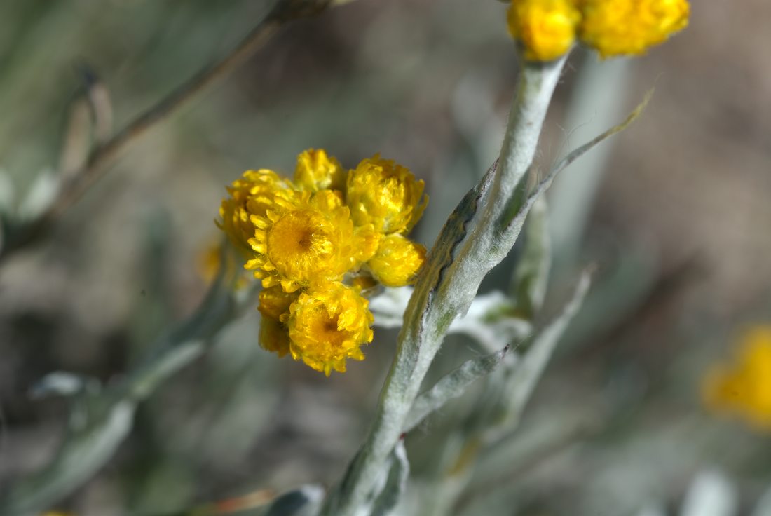 Asteraceae Chrysocephalum apiculatum