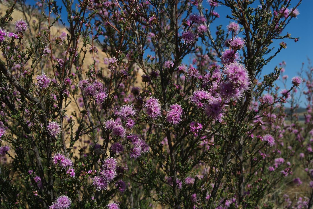 Myrtaceae Kunzea parvifolia