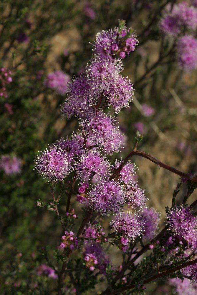 Myrtaceae Kunzea parvifolia