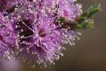 image of Kunzea parvifolia