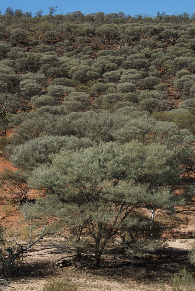 Fabaceae Acacia aneura