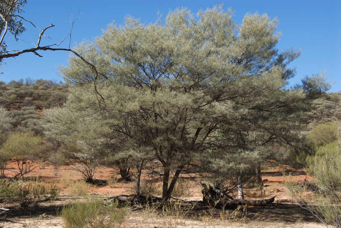 Fabaceae Acacia aneura