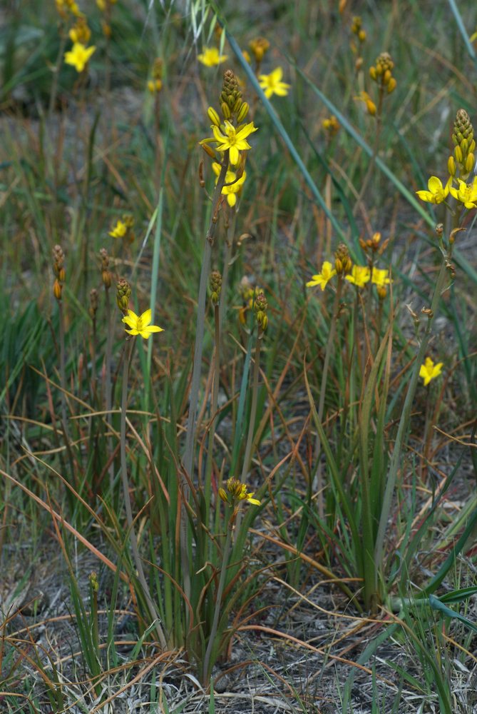 Asphodelaceae Bulbine bulbosa