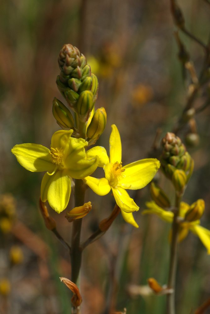 Asphodelaceae Bulbine bulbosa