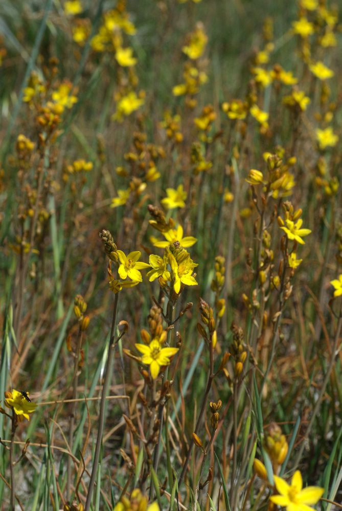 Asphodelaceae Bulbine bulbosa