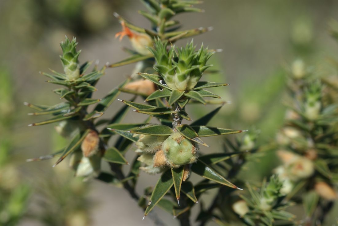 Ericaceae Melichrus urceolatus