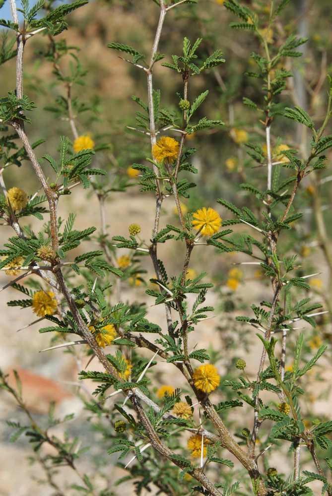 Fabaceae Acacia farnesiana