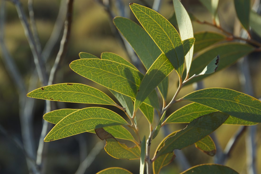 Fabaceae Acacia validinerva