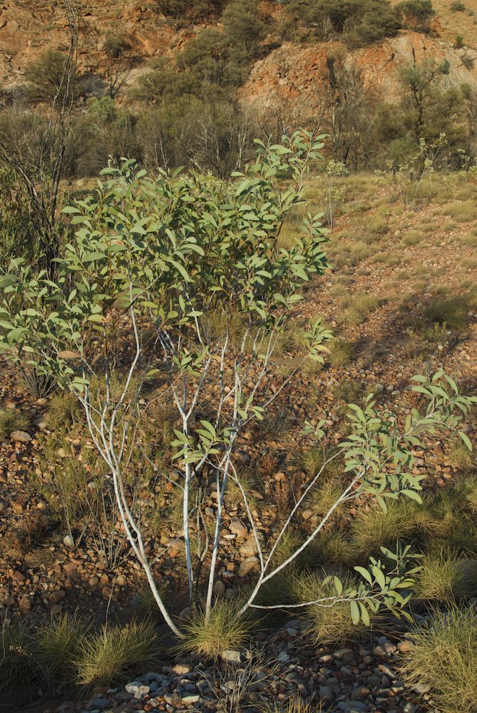 Fabaceae Acacia validinerva