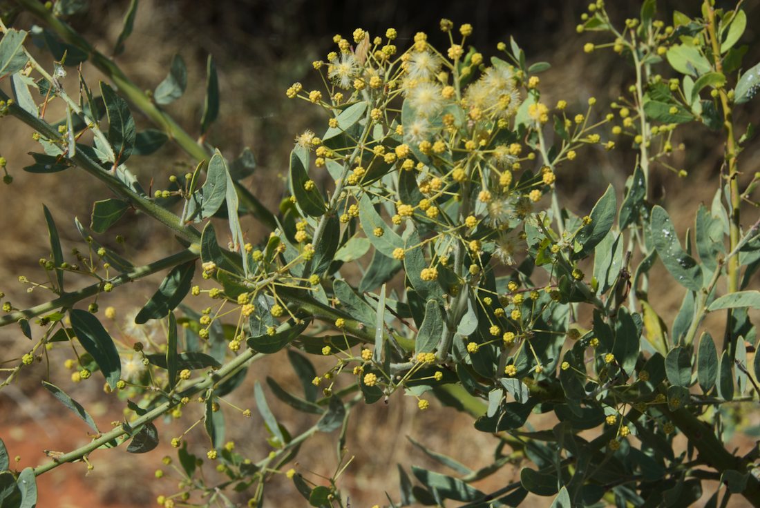 Fabaceae Acacia victoriae