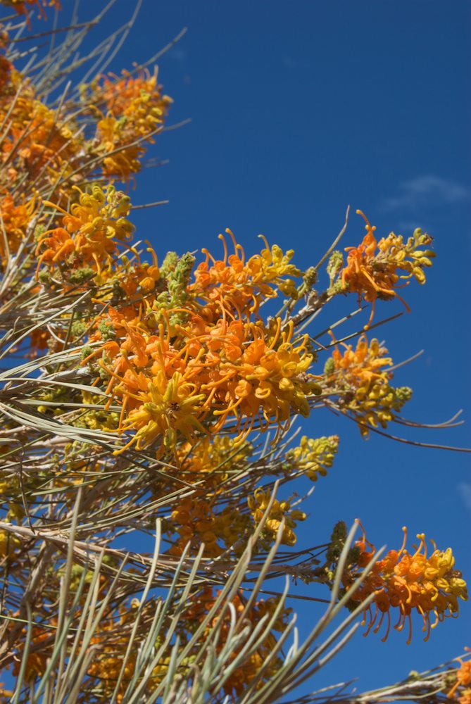 Proteaceae Grevillea juncifolia