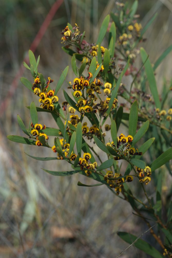 Fabaceae Daviesia mimosoides