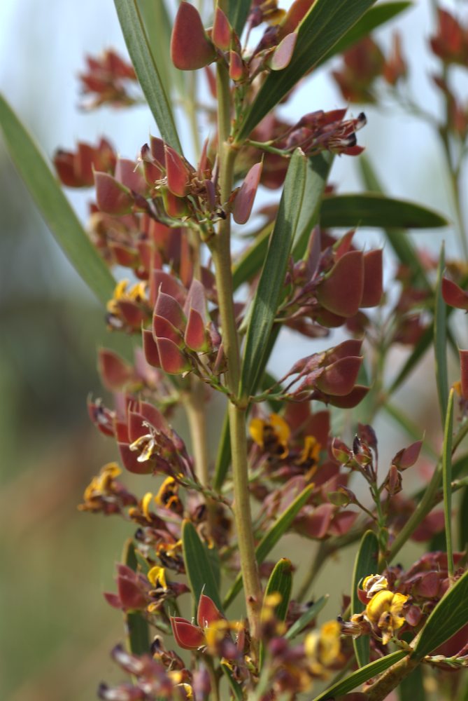 Fabaceae Daviesia mimosoides