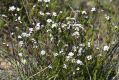 image of Leucopogon virgatus