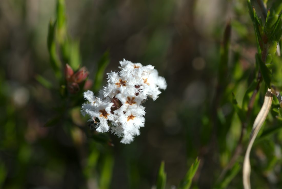 Ericaceae Leucopogon virgatus