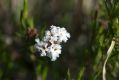 image of Leucopogon virgatus