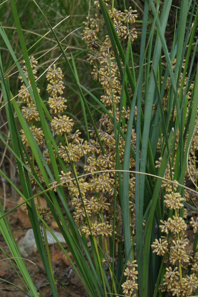 Asparagaceae Lomandra multiflora