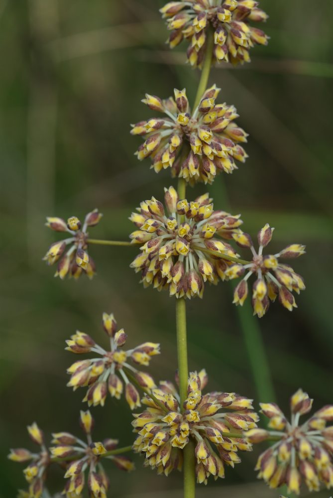 Asparagaceae Lomandra multiflora