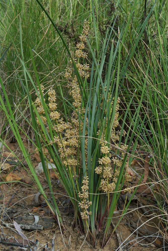 Asparagaceae Lomandra multiflora