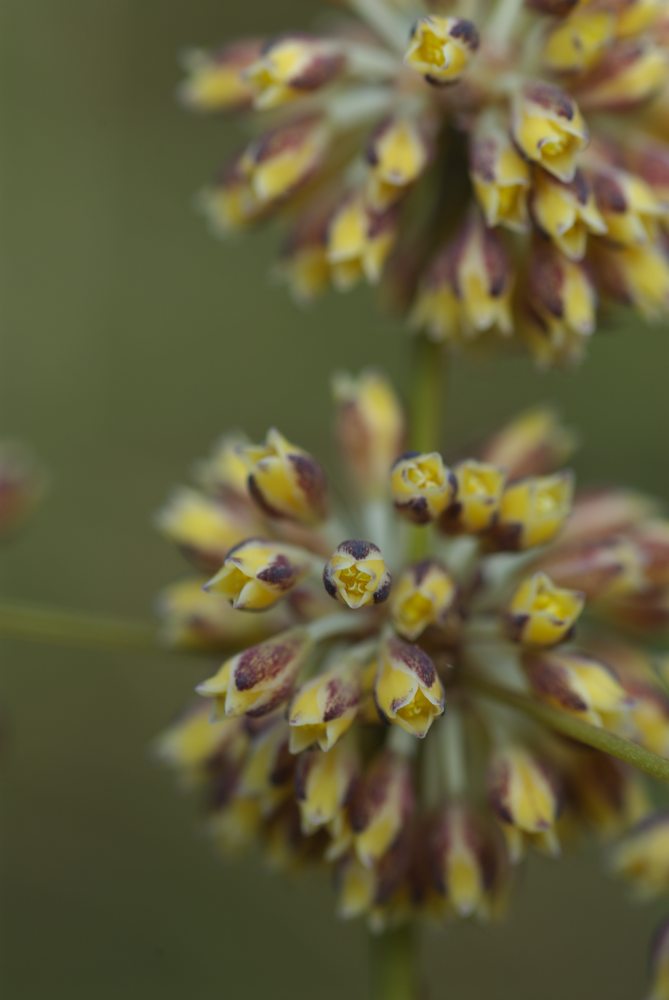 Asparagaceae Lomandra multiflora