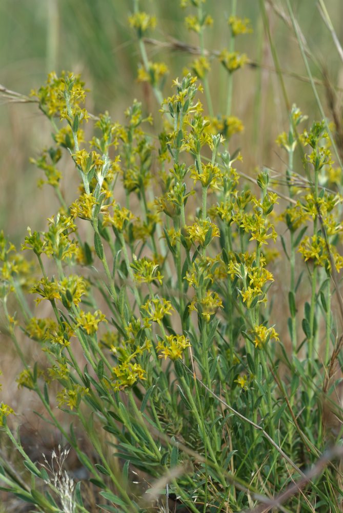 Thymelaeaceae Pimelea curviflora