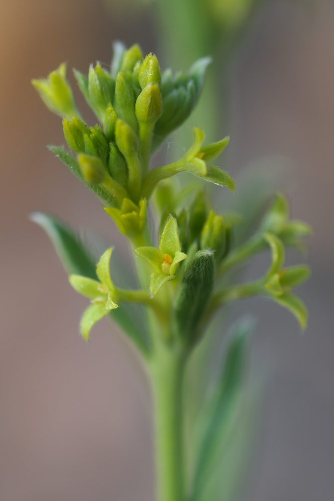 Thymelaeaceae Pimelea curviflora