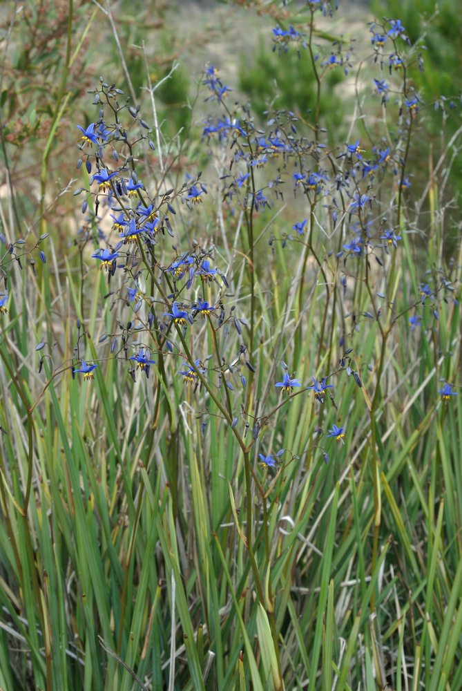 Asphodelaceae Dianella revoluta