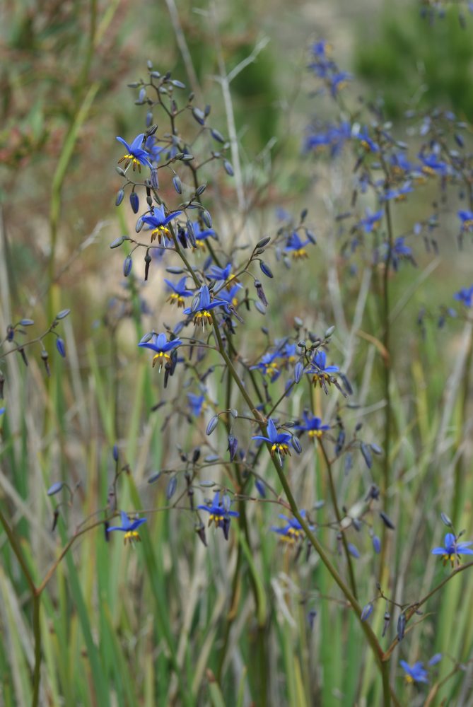 Asphodelaceae Dianella revoluta