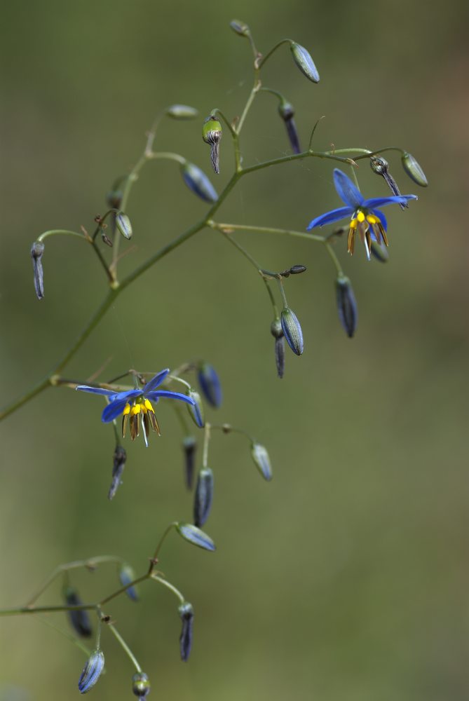 Asphodelaceae Dianella revoluta