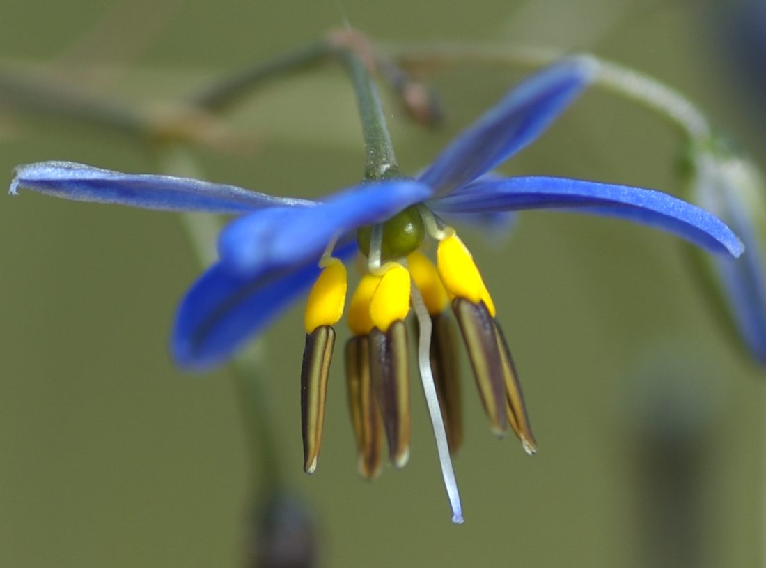 Asphodelaceae Dianella revoluta