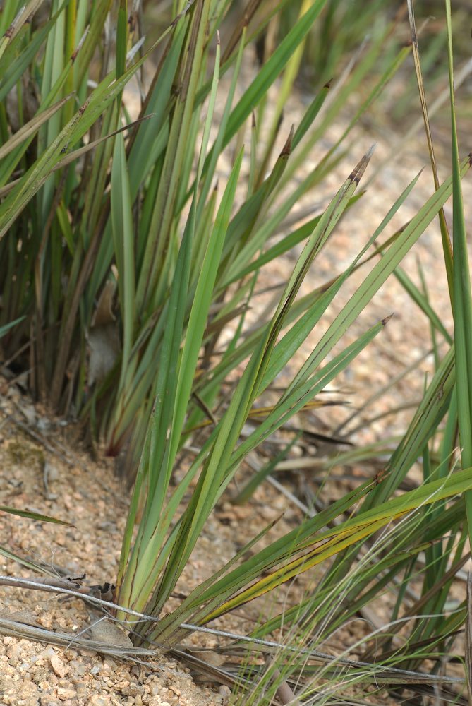 Asphodelaceae Dianella revoluta