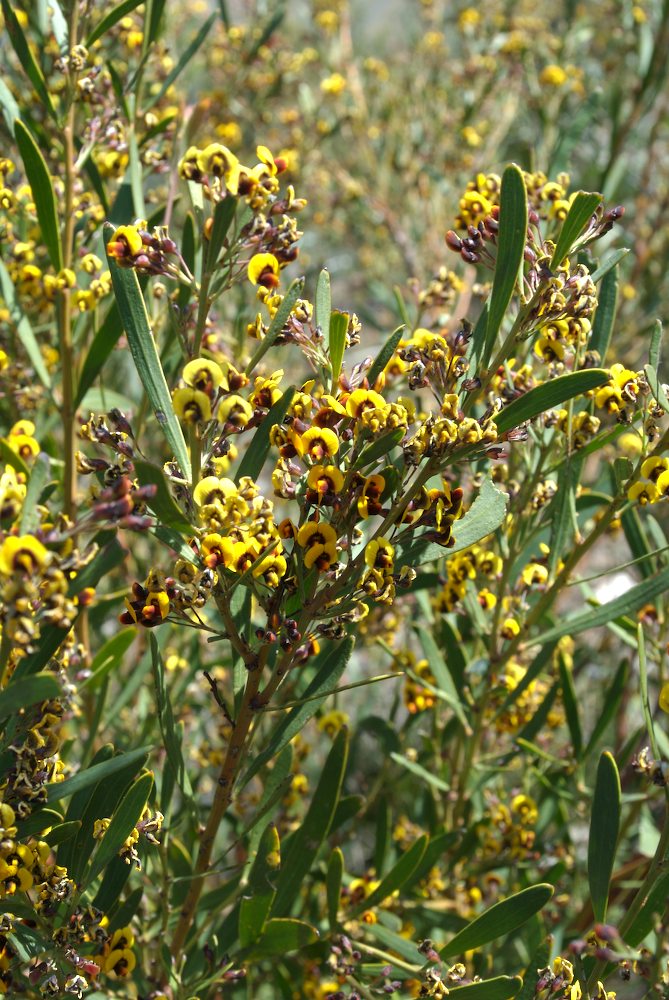 Fabaceae Daviesia mimosoides