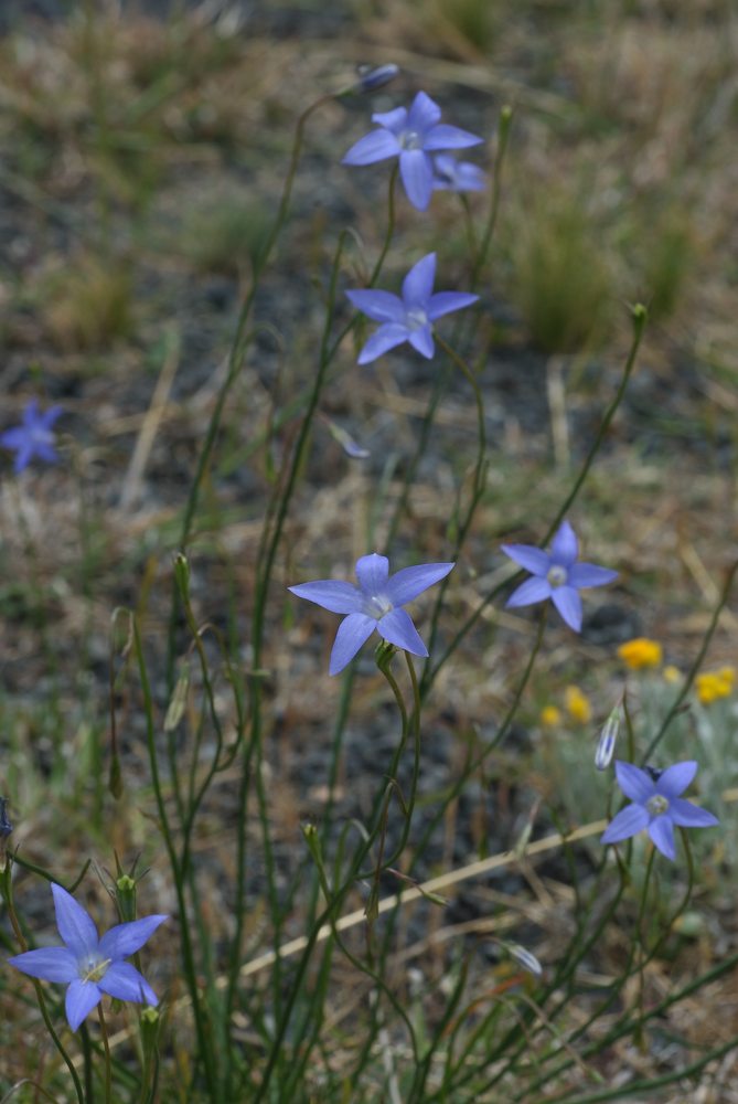 Campanulaceae Wahlenbergia communis