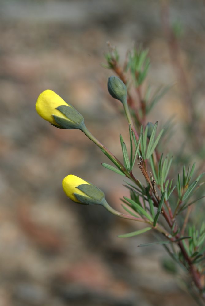 Fabaceae Gompholobium huegelii