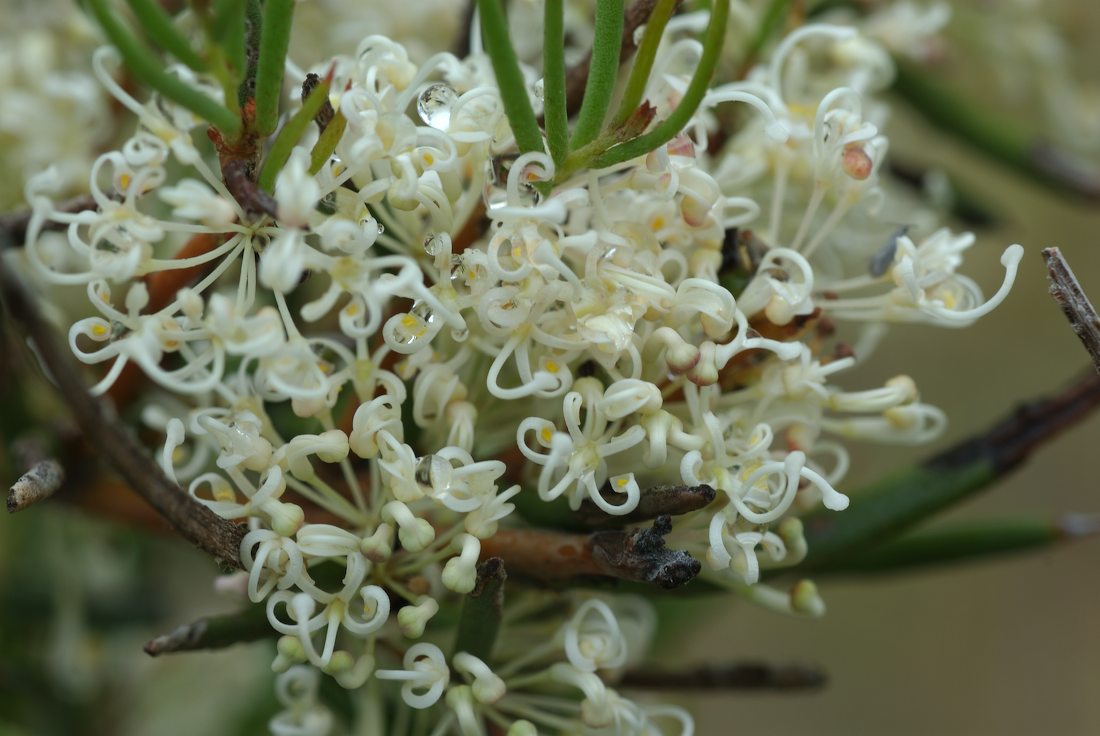 Proteaceae Hakea microcarpa