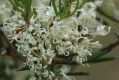 image of Hakea microcarpa