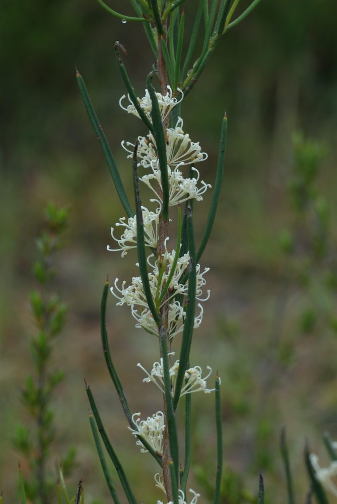 Proteaceae Hakea microcarpa