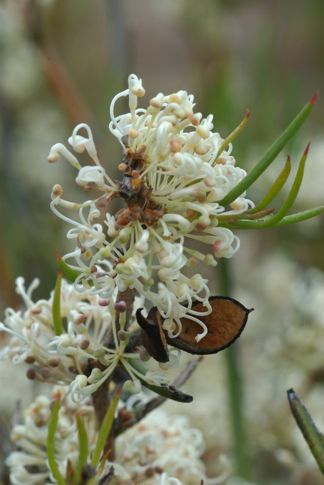 Proteaceae Hakea microcarpa