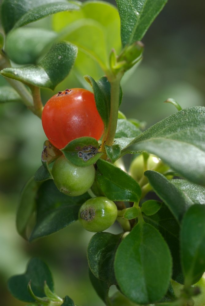 Rubiaceae Coprosma hirtella